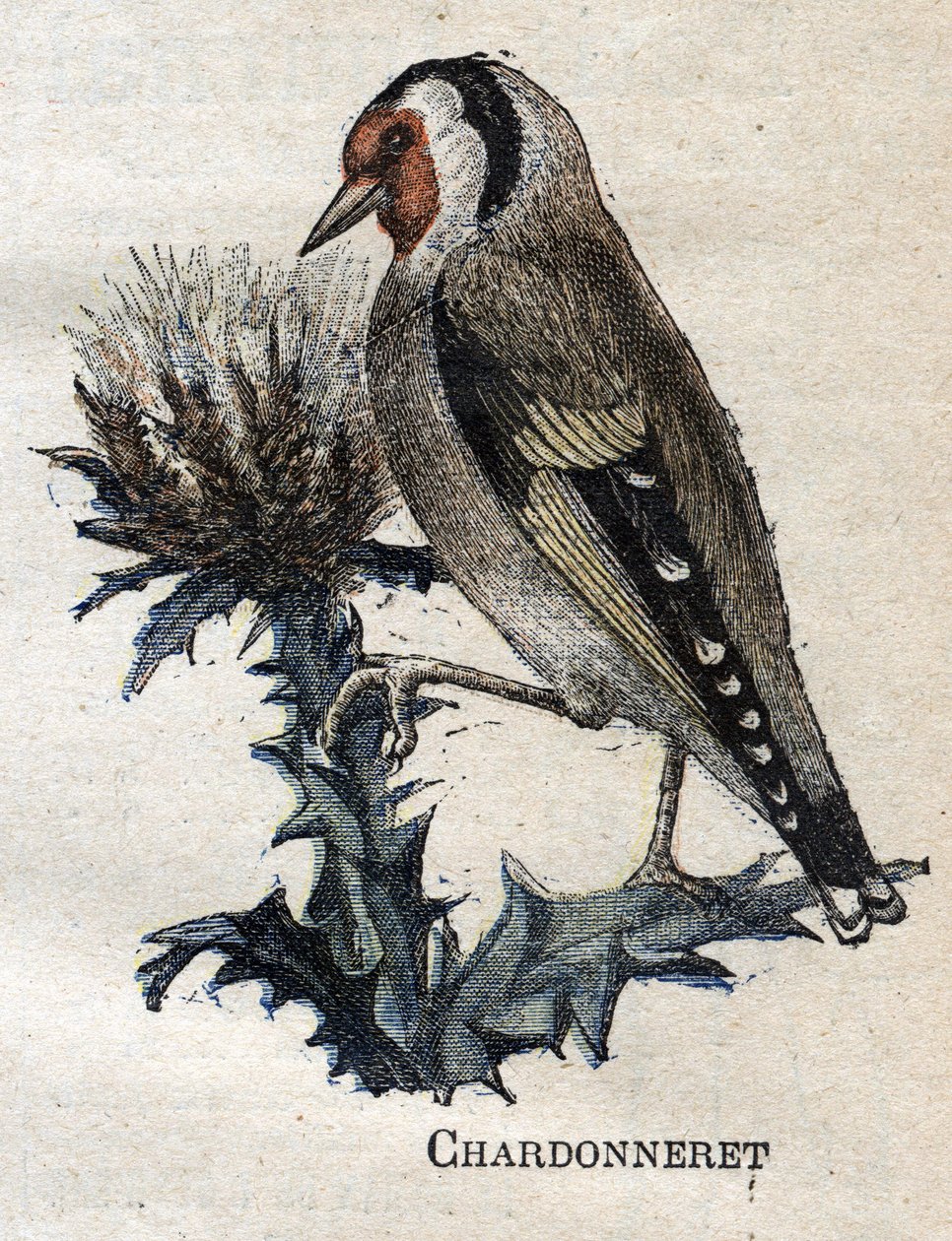 Aves úteis para a agricultura: Chardonneret de Unknown artist