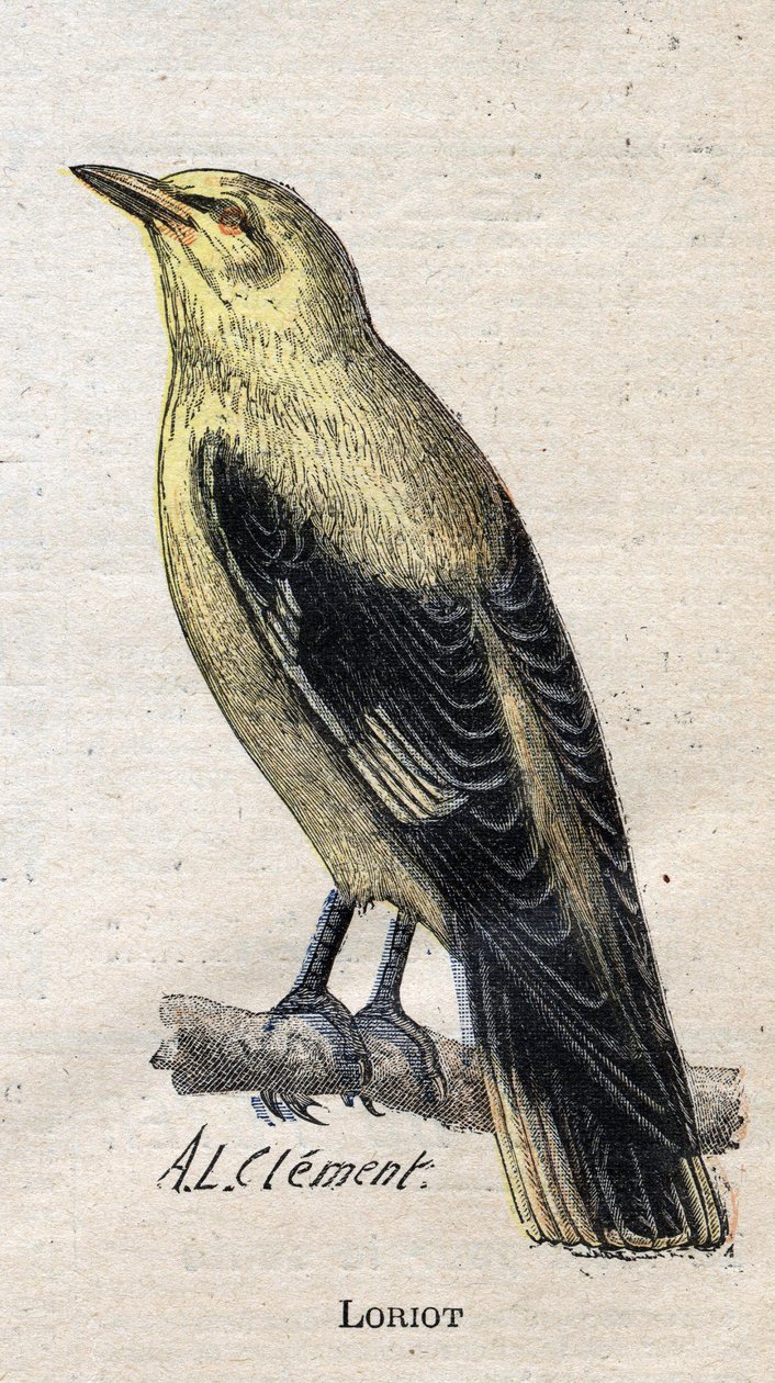 Aves úteis para a agricultura: Loriot de Unknown artist
