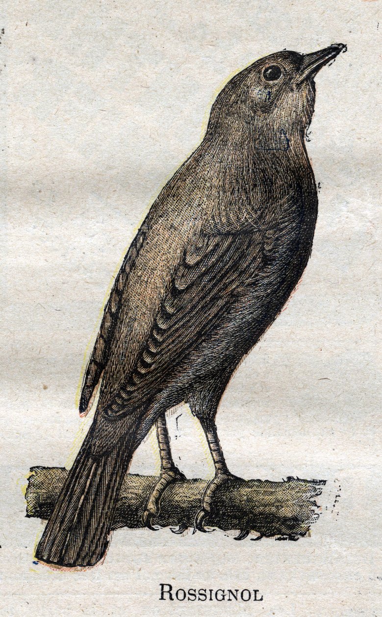 Aves úteis para a agricultura: Rouxinol de Unknown artist