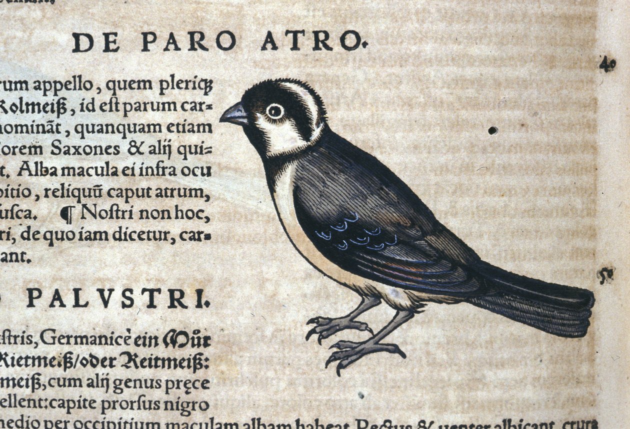 Ave negra em Historia Animalium por Conrad Gesner (1516 - 1565), Tiguri de Unknown artist