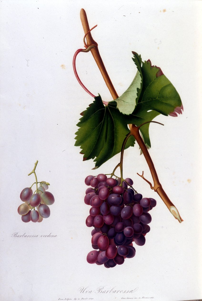 Uvas pretas. Gravura do século XIX. de Unknown artist