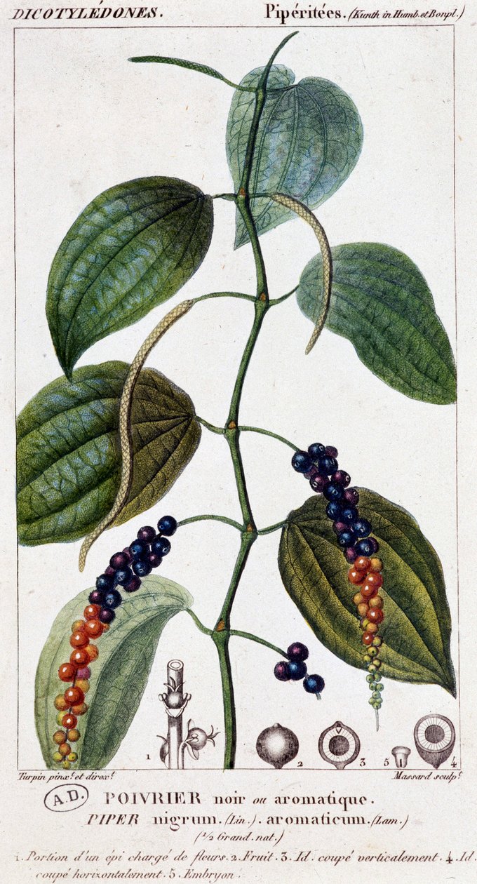 Prato de pimenta preta ou aromática - tabuleiro botânico. Século XIX. de Unknown artist