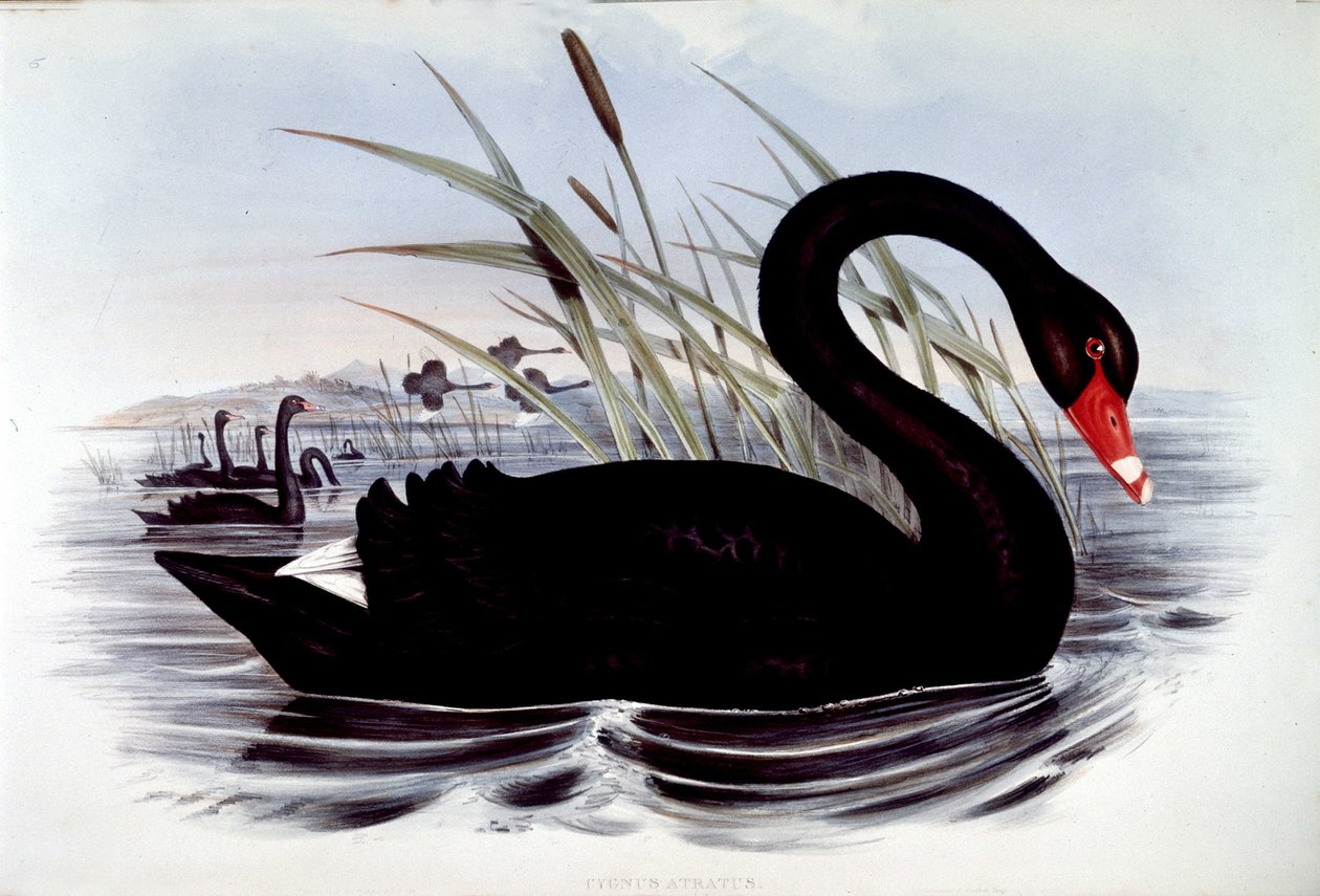 Cisne negro (cygnus atratus) - de J. Gould