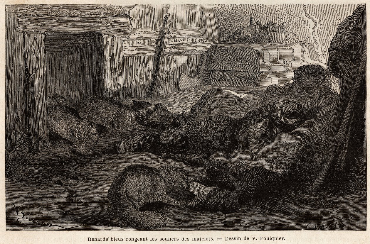Raposas azuis roendo os sapatos de marinheiros dormindo no refúgio da estação de observação, desenho de V.Foulquier, para ilustrar o Spitzberg de Unknown artist
