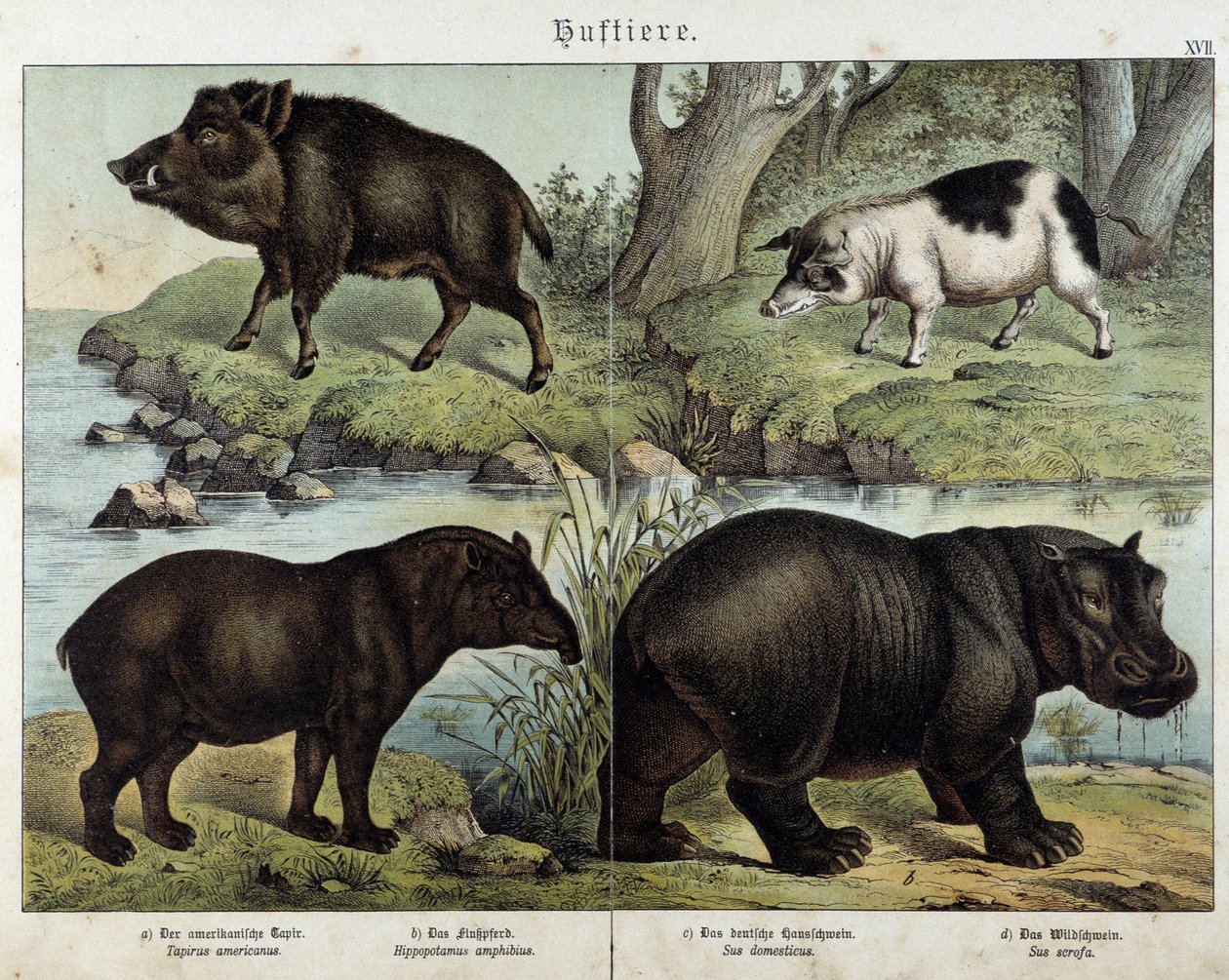 Javali, porco, anta e hipopótamo - em "Histórias naturais de mamíferos", ed. Schreiber de Unknown artist