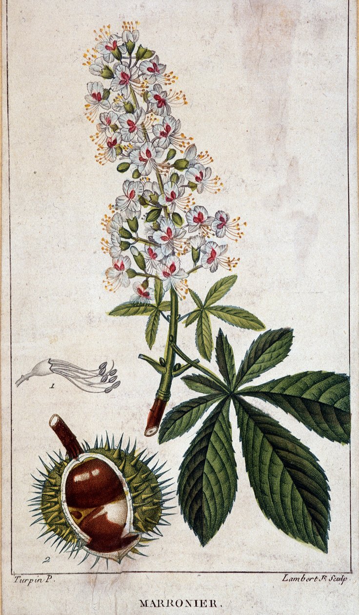 Quadro botânico - Flores, folhas e frutos do castanheiro de Unknown artist
