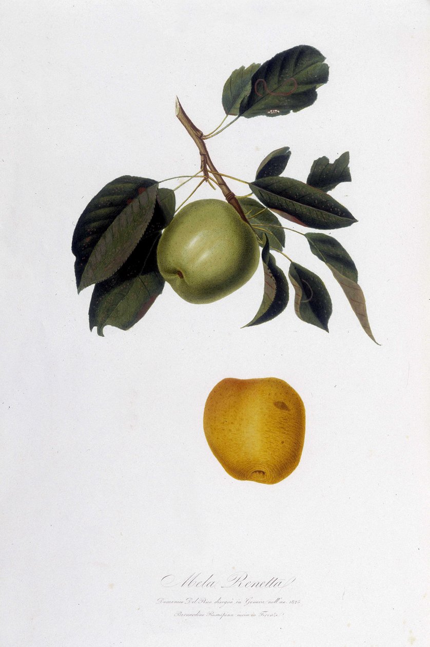 Tábua botânica: Reinette de maçã. de Unknown artist