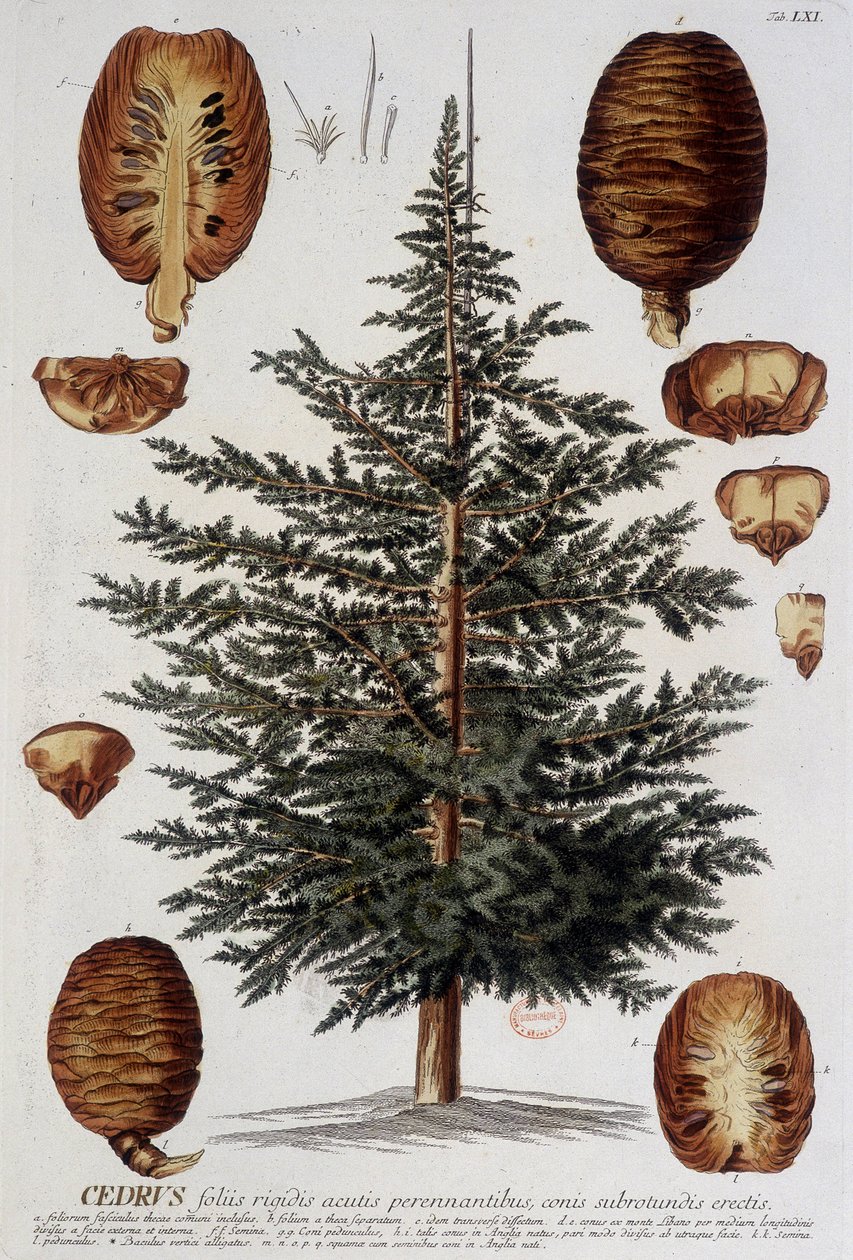 Tábua botânica: Cedro. Século 19 d.C. de Unknown artist