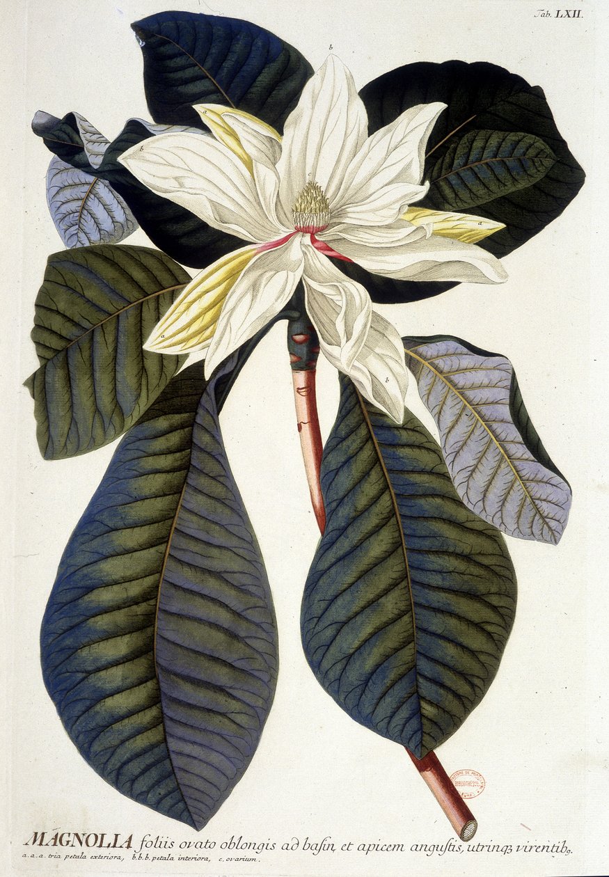 Tábua botânica: Magnólia, flor e ramo. Século 19 d.C. de Unknown artist