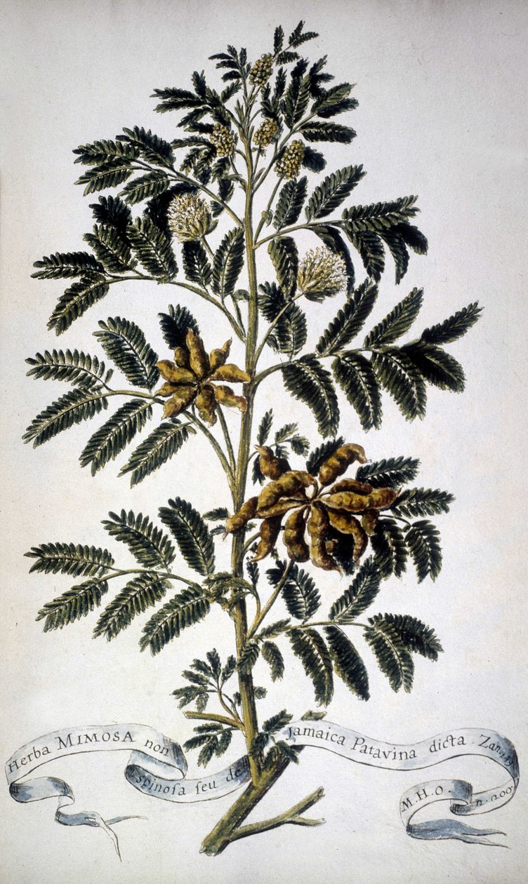 Tábua botânica: Mimosa. Herbário do século XIX. de Unknown artist