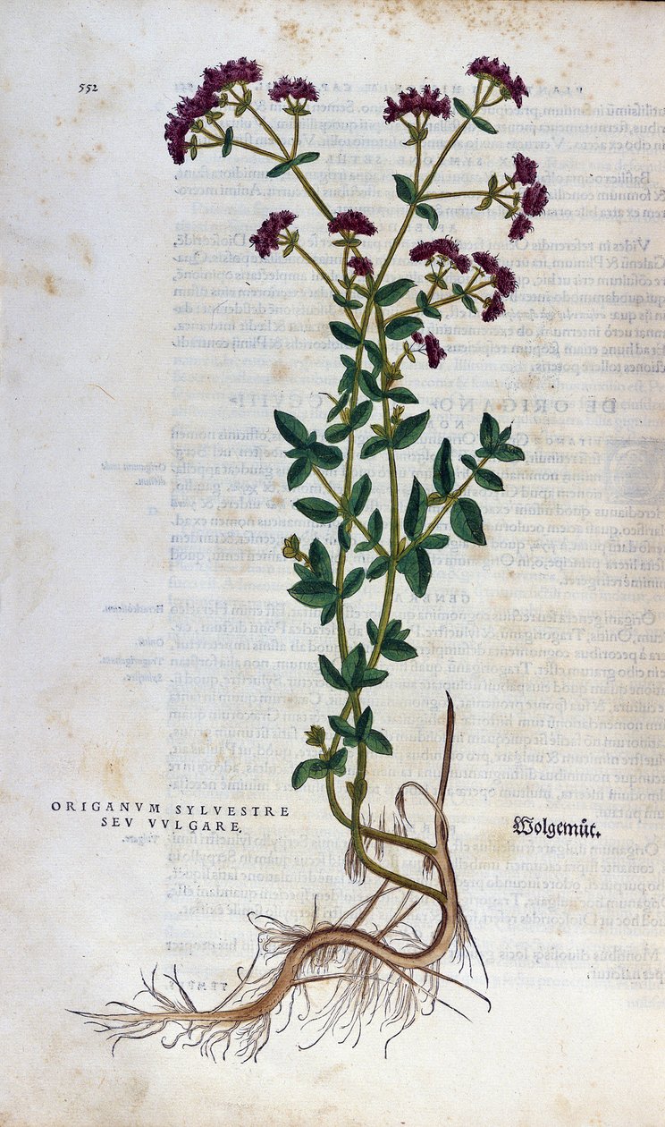 Tábua botânica: Oregãos (silvestre origanum sev. vulgare). Herbário de Lheonard Fuchs, "Historia Stirpium", Bale de Unknown artist