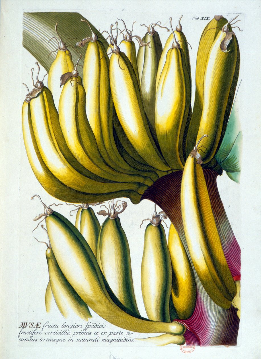 Quadro botânico: uma dieta de bananas. n.d. século XIX. de Unknown artist