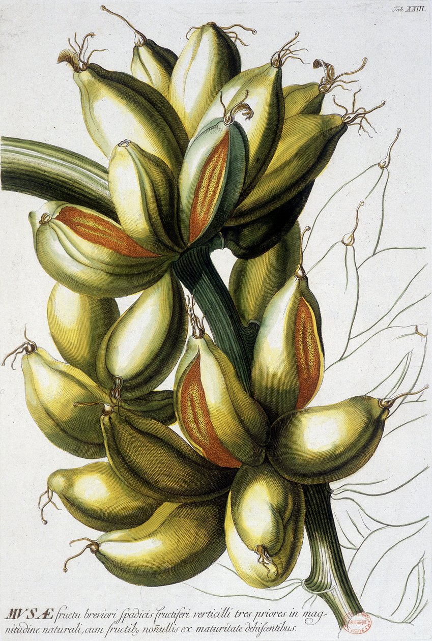 Quadro botânico: bananas. s.d. século XIX. de Unknown artist