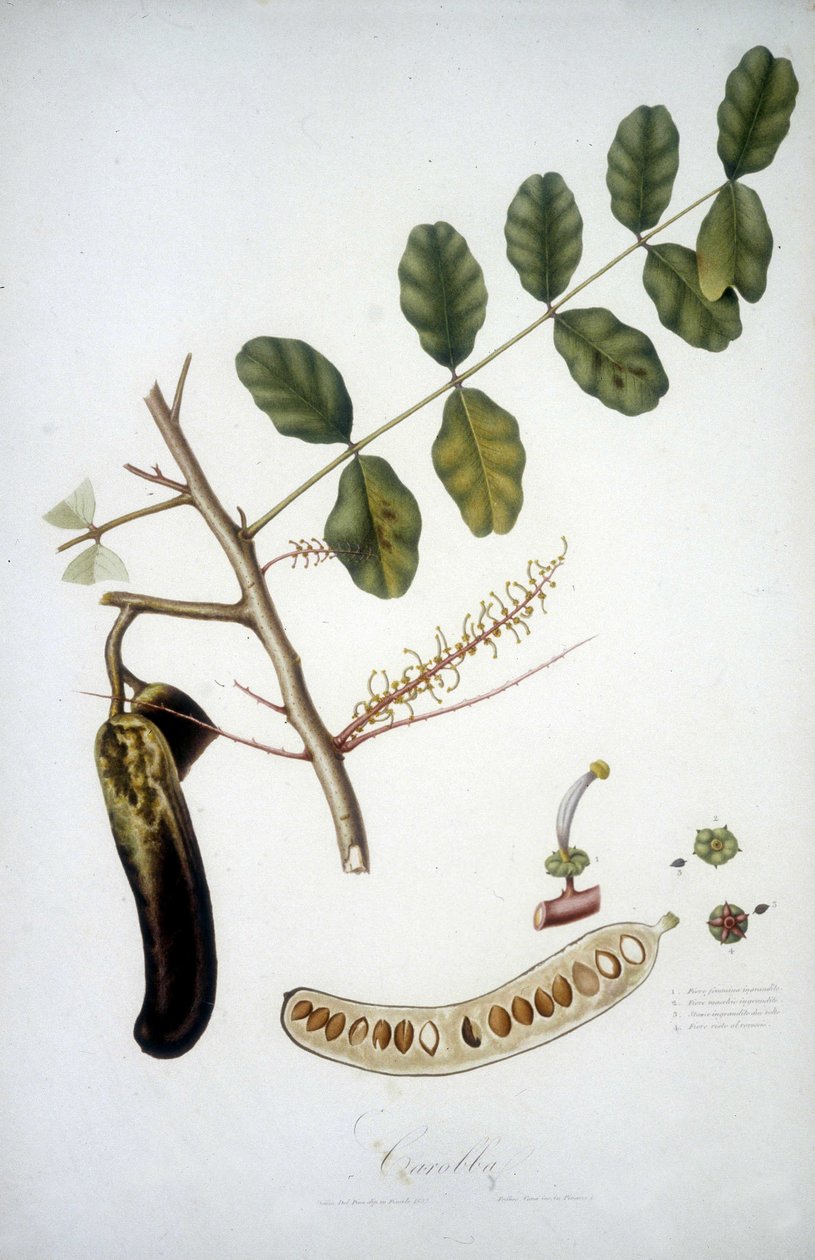 Tábua botânica: ramo de alfarroba (Carobba). de Unknown artist