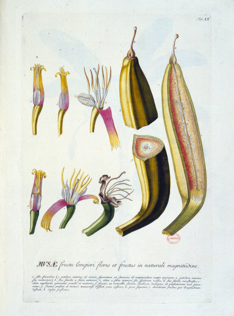 Tábua botânica: flores e corte de banana. s.d. século XIX. de Unknown artist