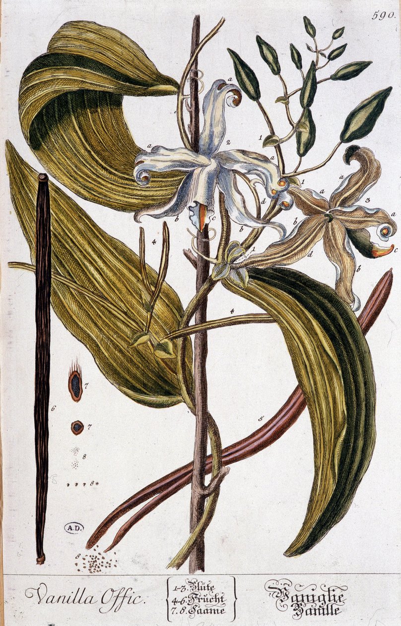 Tábua botânica de baunilha (oficial de baunilha) - século XIX de Unknown artist