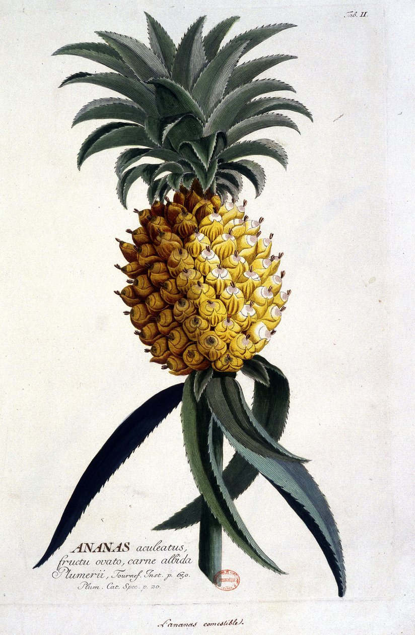 Tábua botânica: ananás. n.d. século XIX. de Unknown artist