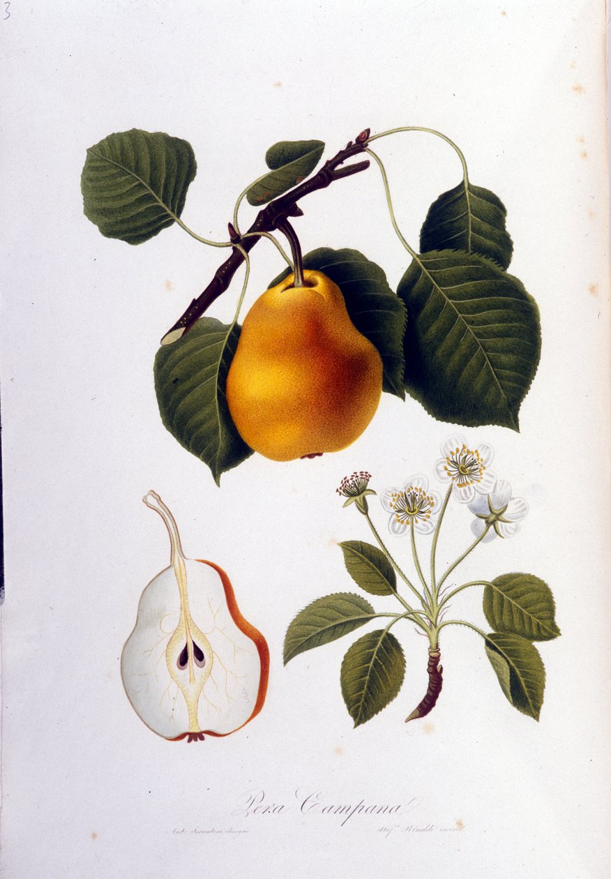Quadro botânico representando o pera campana. 1820 - 1822. de Unknown artist
