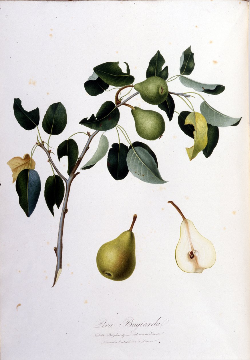 Quadro botânico representando o pera campana. 1820 - 1822. de Unknown artist