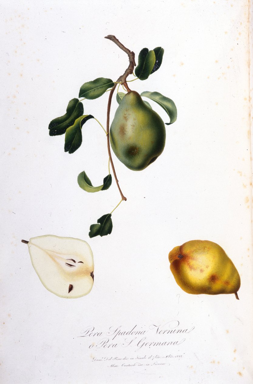 Quadro botânico representando o pera spadona. 1820 - 1822. de Unknown artist
