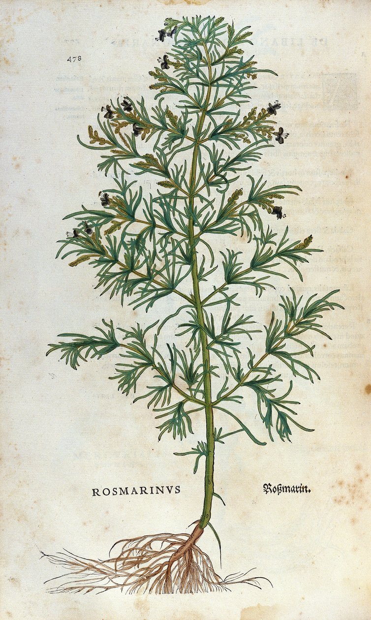 Tábua botânica: rosmaninho (rosmarinus). Herbário de Lheonard Fuchs, "Historia Stirpium", Bale de Unknown artist