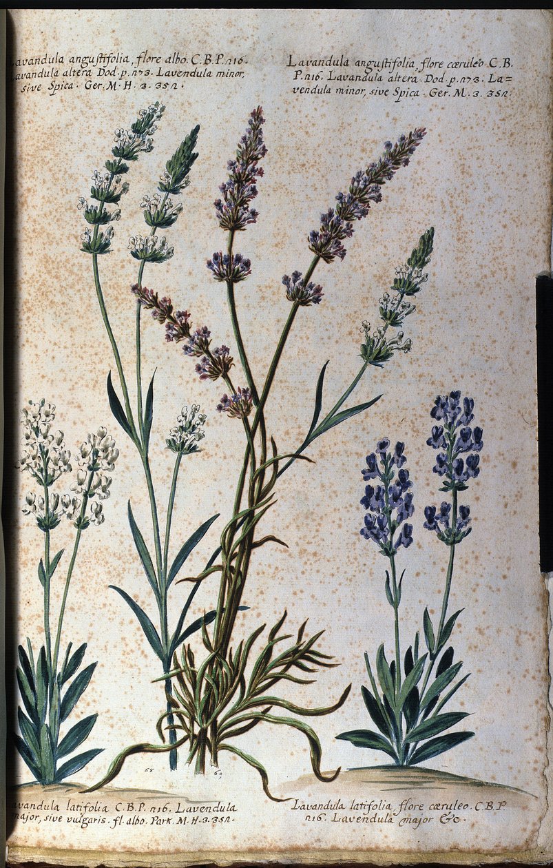 Tábua botânica: lavanda verdadeira (Lavandula angustifolia) e lavanda asfáltica (Lavandula latifolia). de Unknown artist