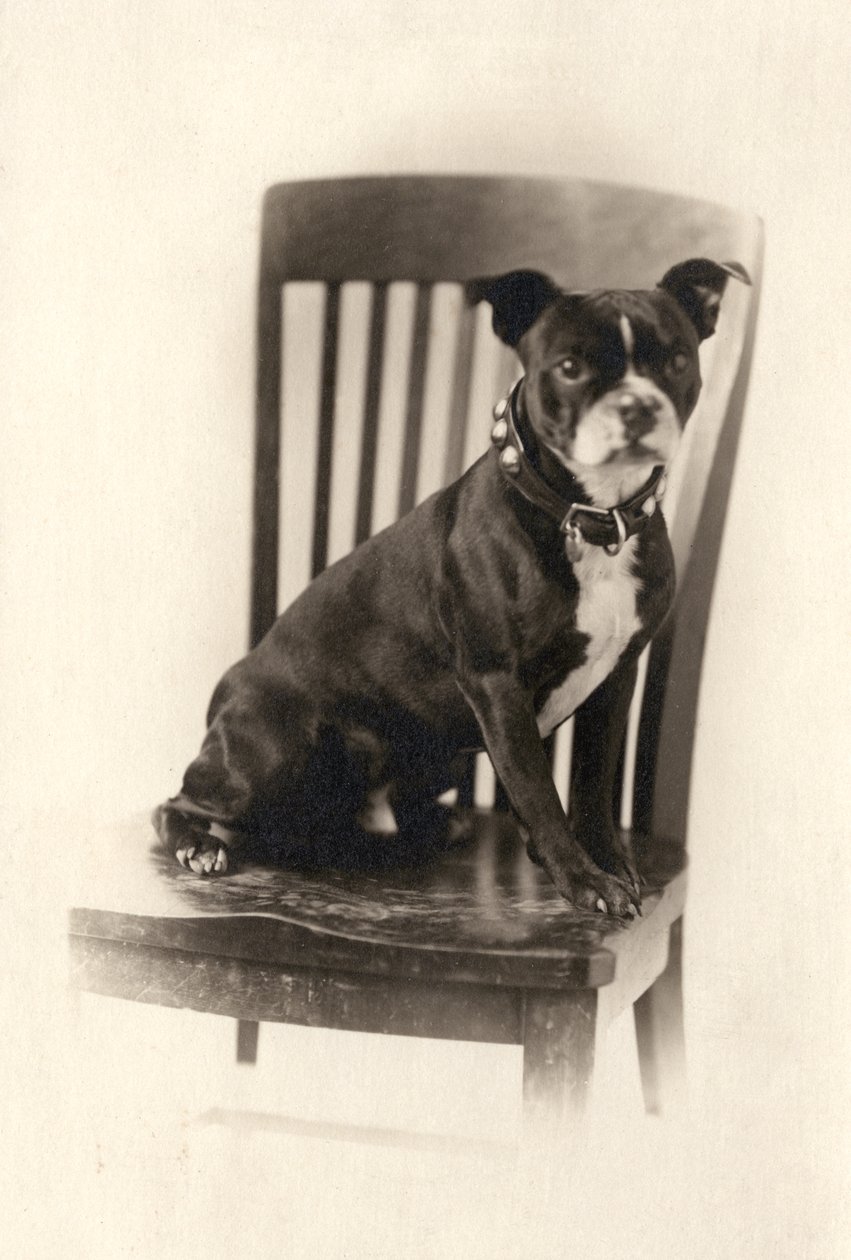 Boxer Sitting on a Chair, c.1890 (impressão em prata) de Unknown artist