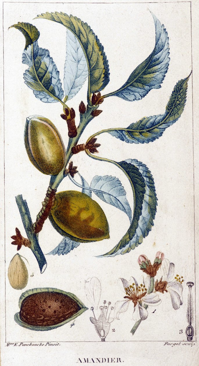 Ramo, flor e fruto da amendoeira - tábua botânica de Unknown artist