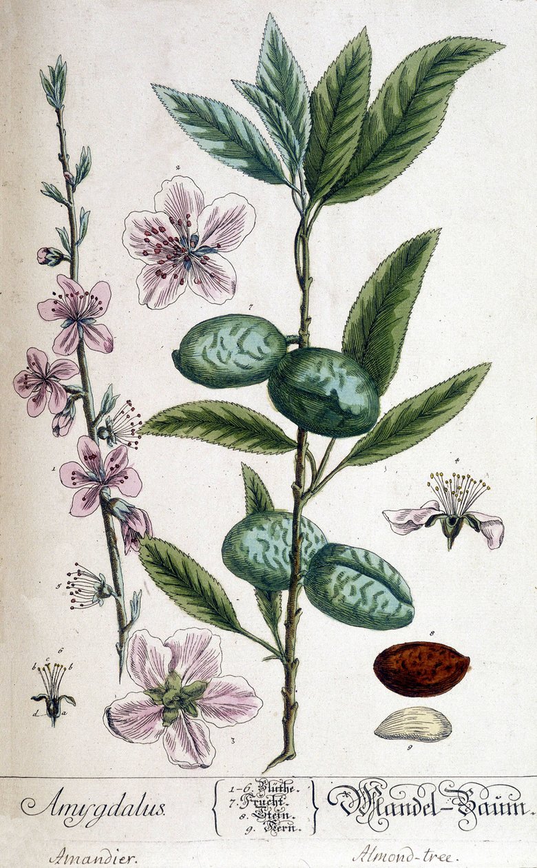 Ramo, flor e fruto da amendoeira - tábua botânica de Unknown artist