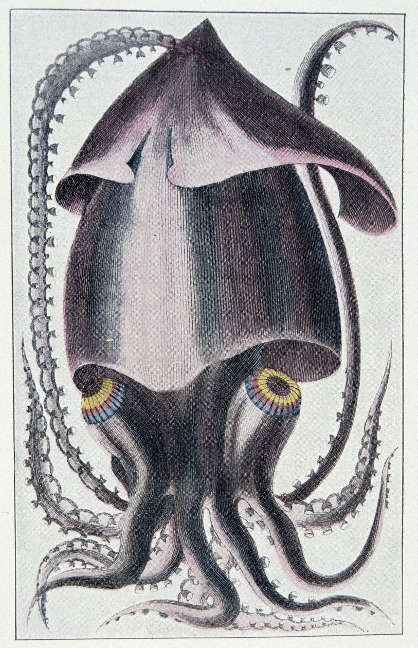 Lula brasileira - depois de Denys Montfort em "Histoire naturelle générale et peculiar des mollusques", Paris de Unknown artist