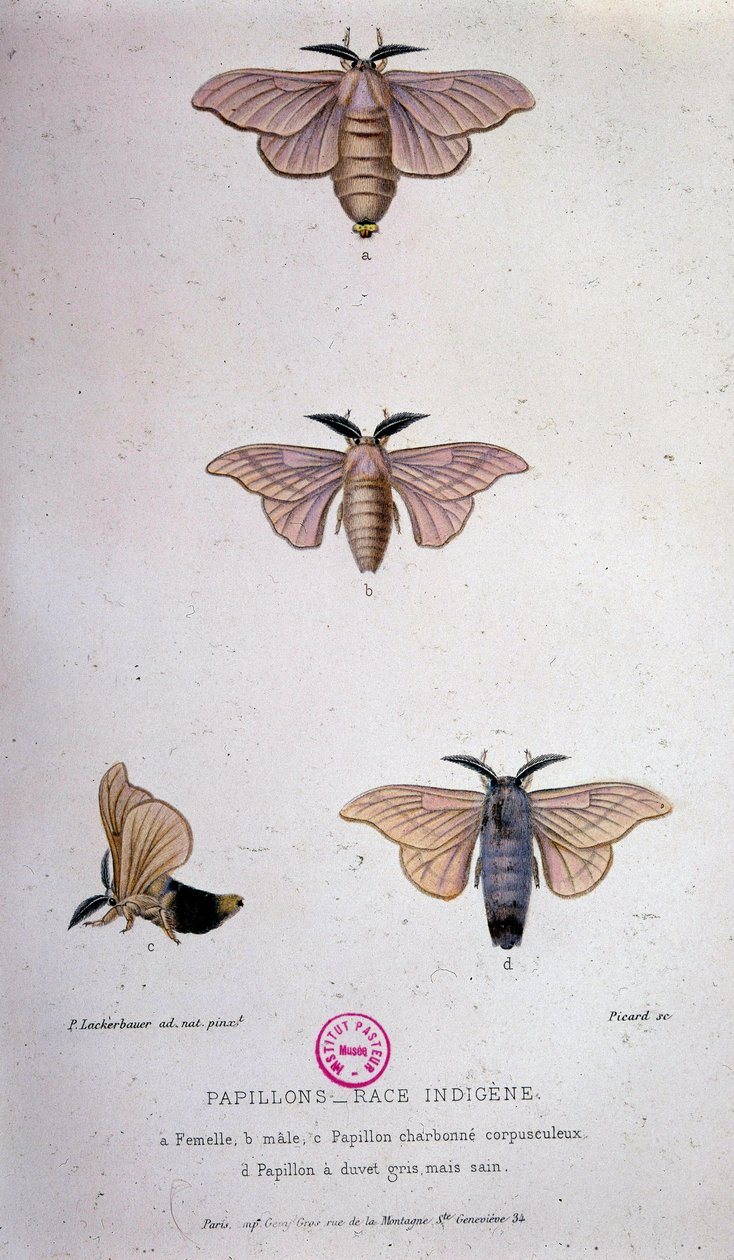 Borboletas: Doença do bicho-da-seda - Estudo do Pasteur de Unknown artist