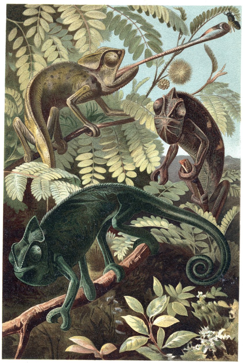 Cameleon - Camaleões ou camaleões (família Chamaeleonidae) - gravura de "Brehm
