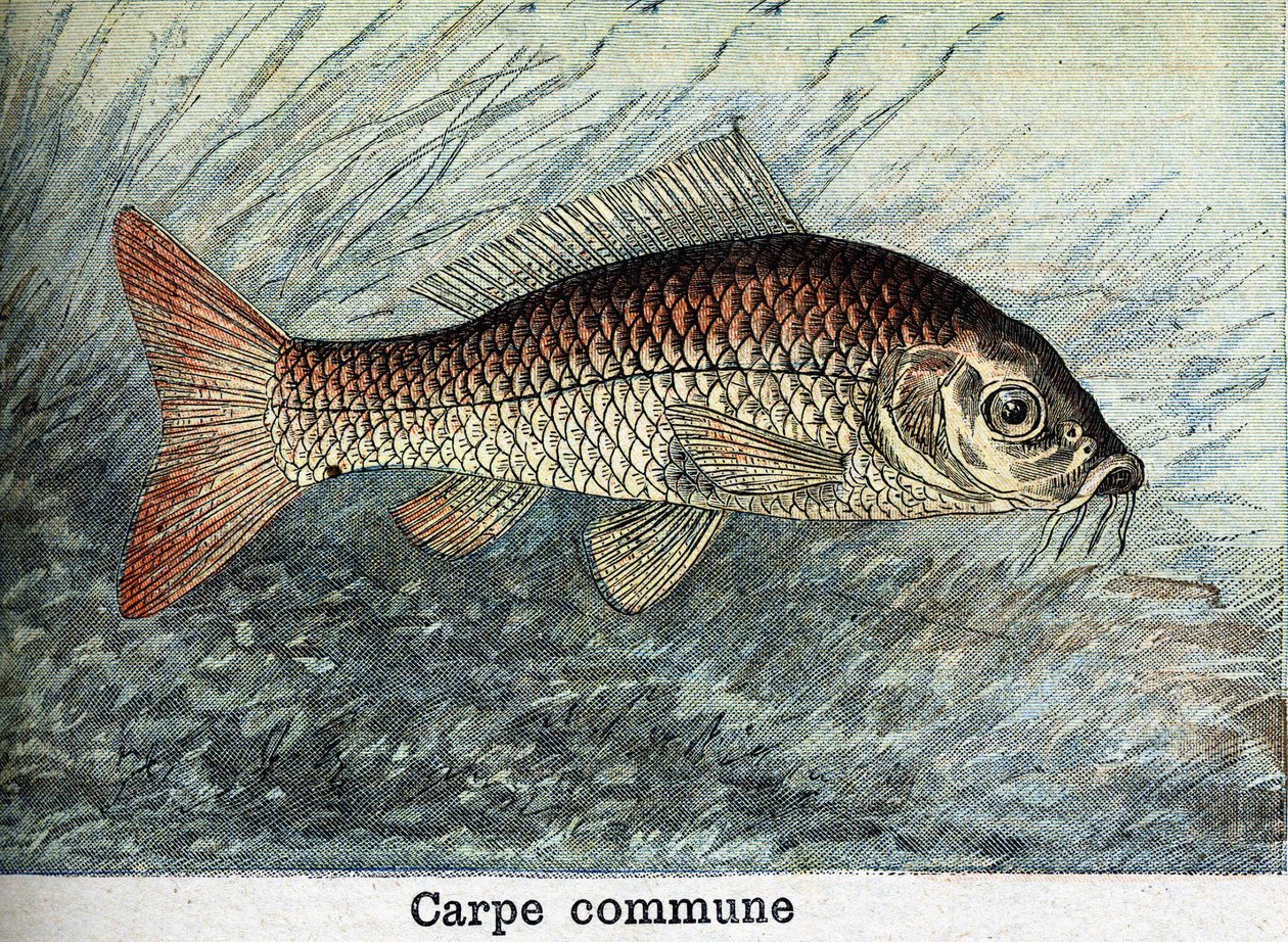 Gravura Comunal de Carpa de 1898 de Unknown artist