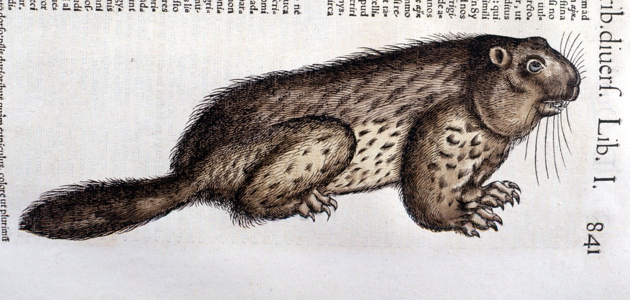 Castor - em "Historia Animalium" de Conrad Gesner (1516 - 1565), Tiguri de Unknown artist