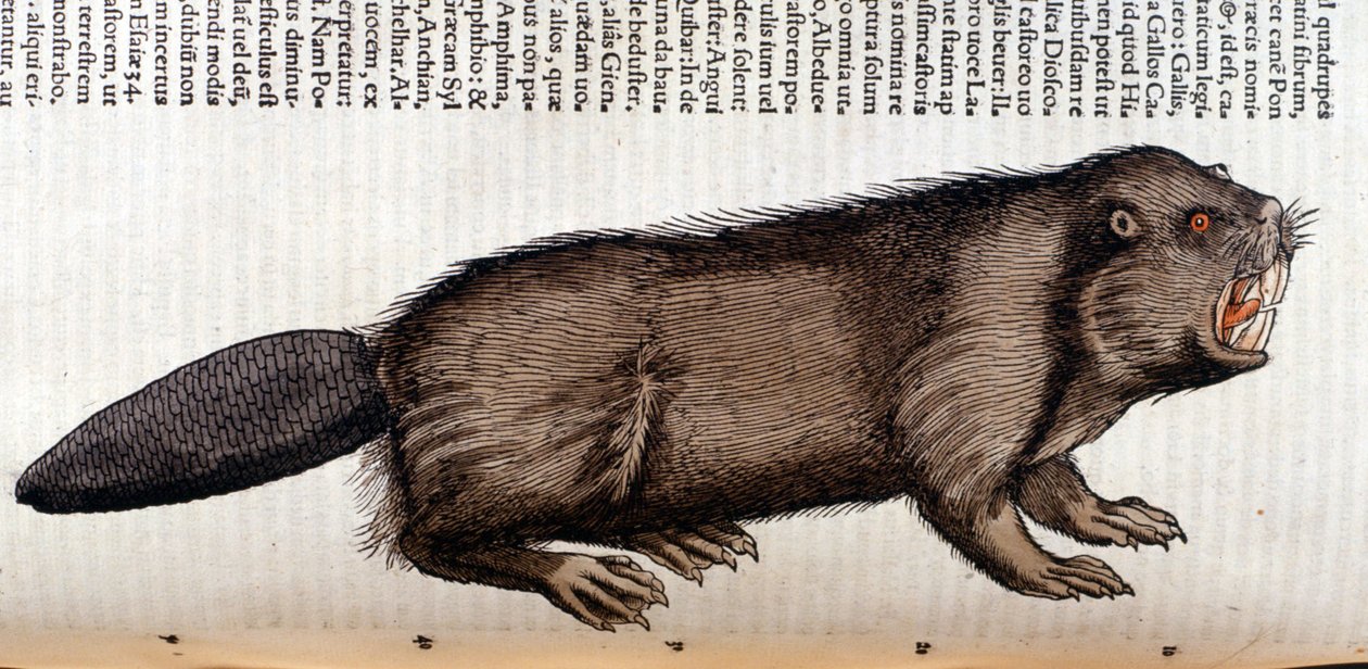 Castor - in "Historia Animalium" de Conrad Gesner, Tiguri de Unknown artist