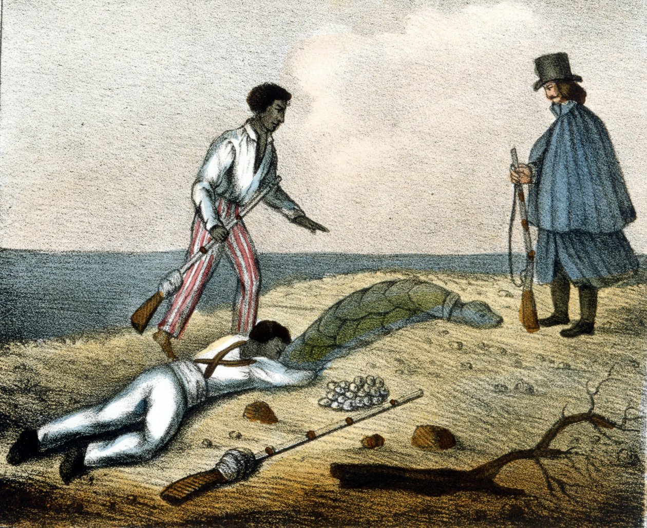 A apanhar ovos de tartaruga. Gravura do século XIX. de Unknown artist