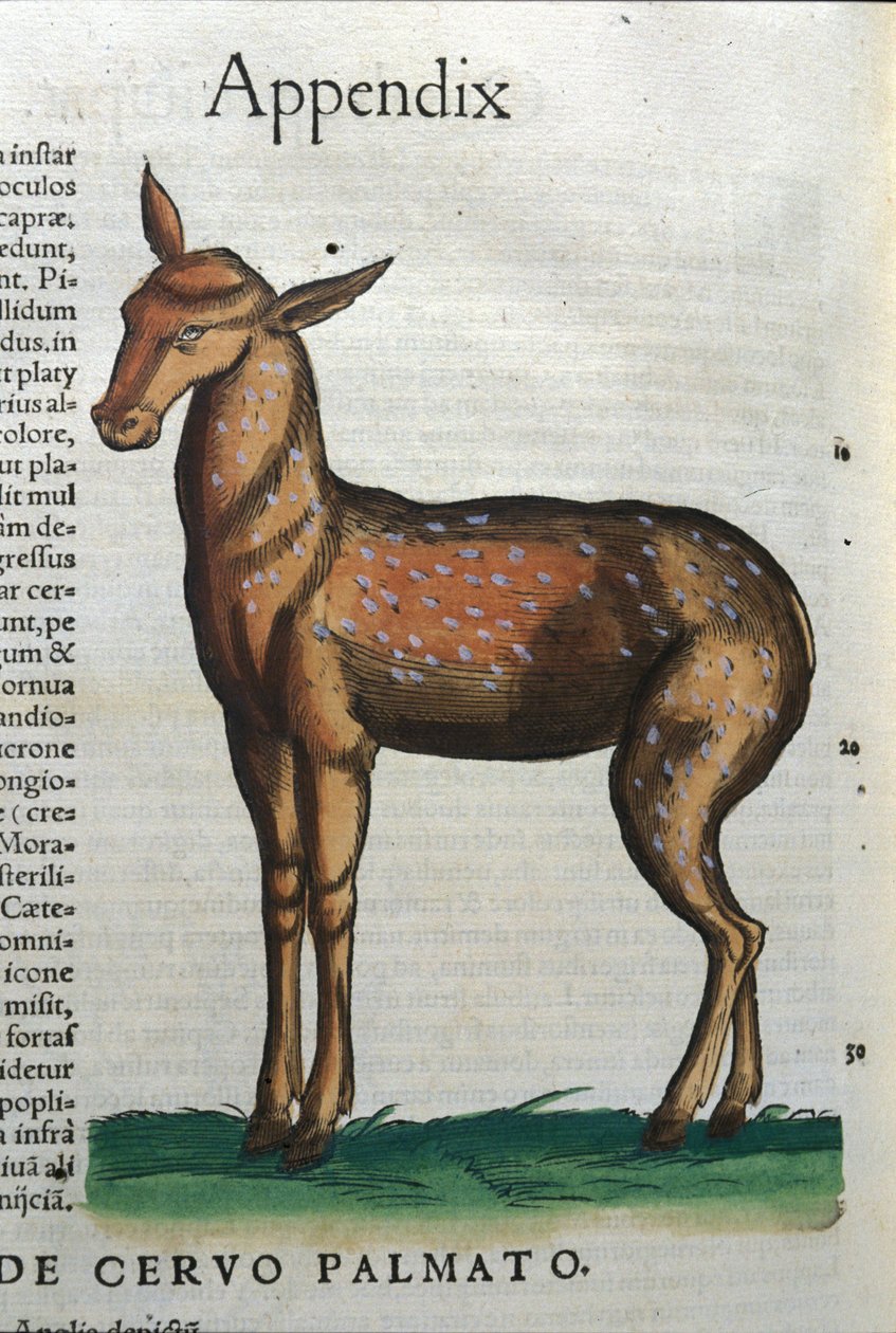 Cervidae (antílope?) em Historia Animalium de Conrad Gesner (1516 - 1565), Tiguri de Unknown artist