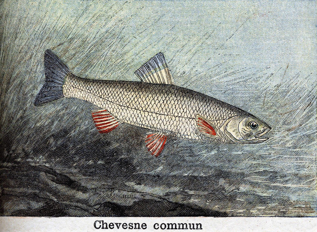 Gravura comunitária Chevense de 1898 de Unknown artist