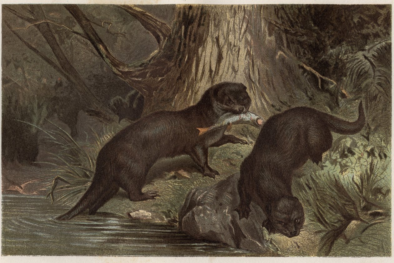 Lontra chilena - Lontra provocax - gravura de "Brehm