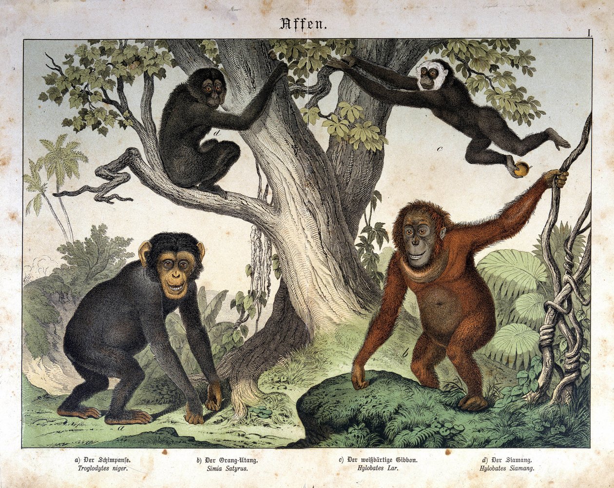 Macacos chimpanzés, orangotang outan (orangotango, orangotango outang, orangotango)... - em "História natural dos mamíferos", Ed. Schreiber, Munique de Unknown artist