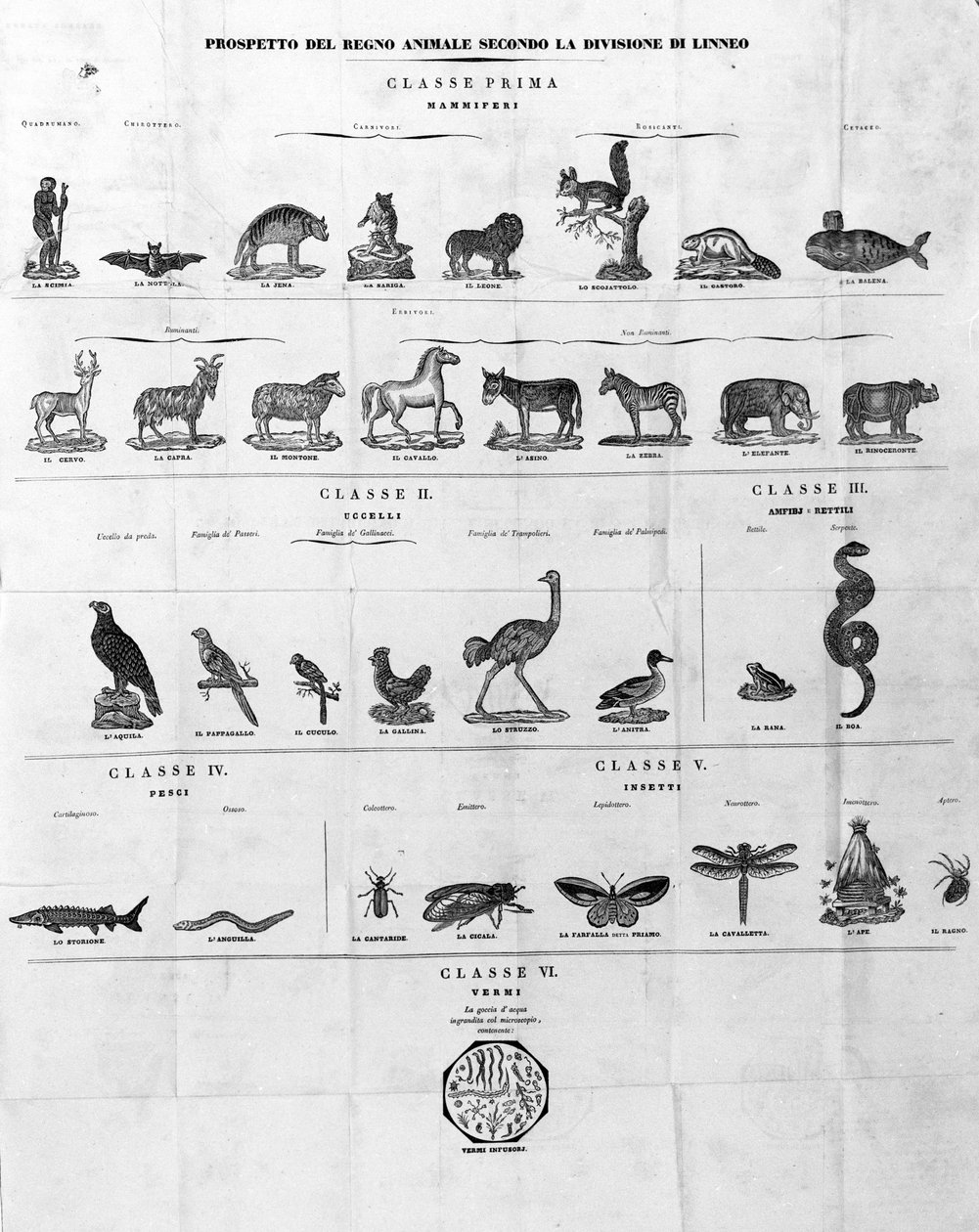 Classificação de Carl Von Linné naturalista e escritor sueco (1707 - 1778). Gravura de Sd. do século XIX. de Unknown artist