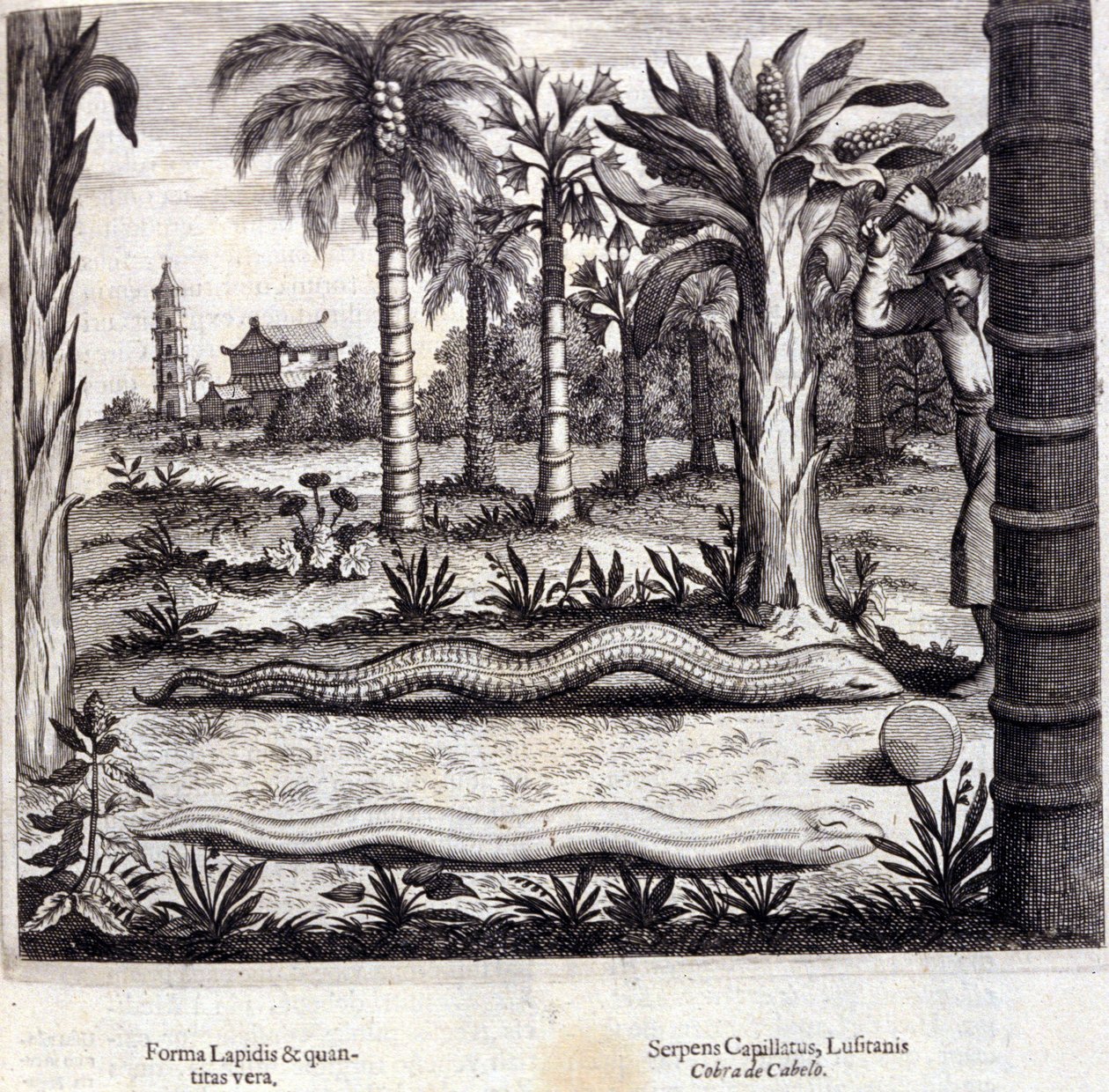 Cobra e cobra venenosa da Índia. "De China Monumenta" de Athanasius Kircher (1601 - 1680), jesuíta, orientalista e erudito alemão, Amsterdam 1667. de Unknown artist