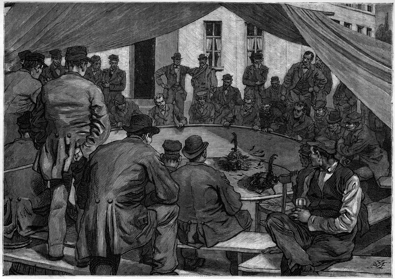 Luta de galos na Bélgica em 1888, no "le journal de la Jeunesse" de 1888. de Unknown artist
