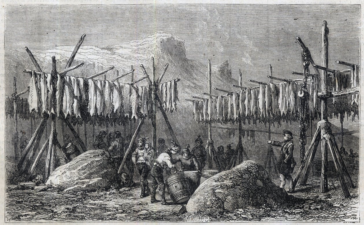 Cod Drying in Fiskerness in Greenland - Cod Drying in Fiskerness in Greenland Engraving from "The Illustrous Universe" 1866 de Unknown artist