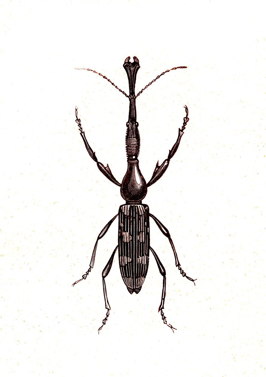 Coleoptera: Brenthus Temminchii de Unknown artist