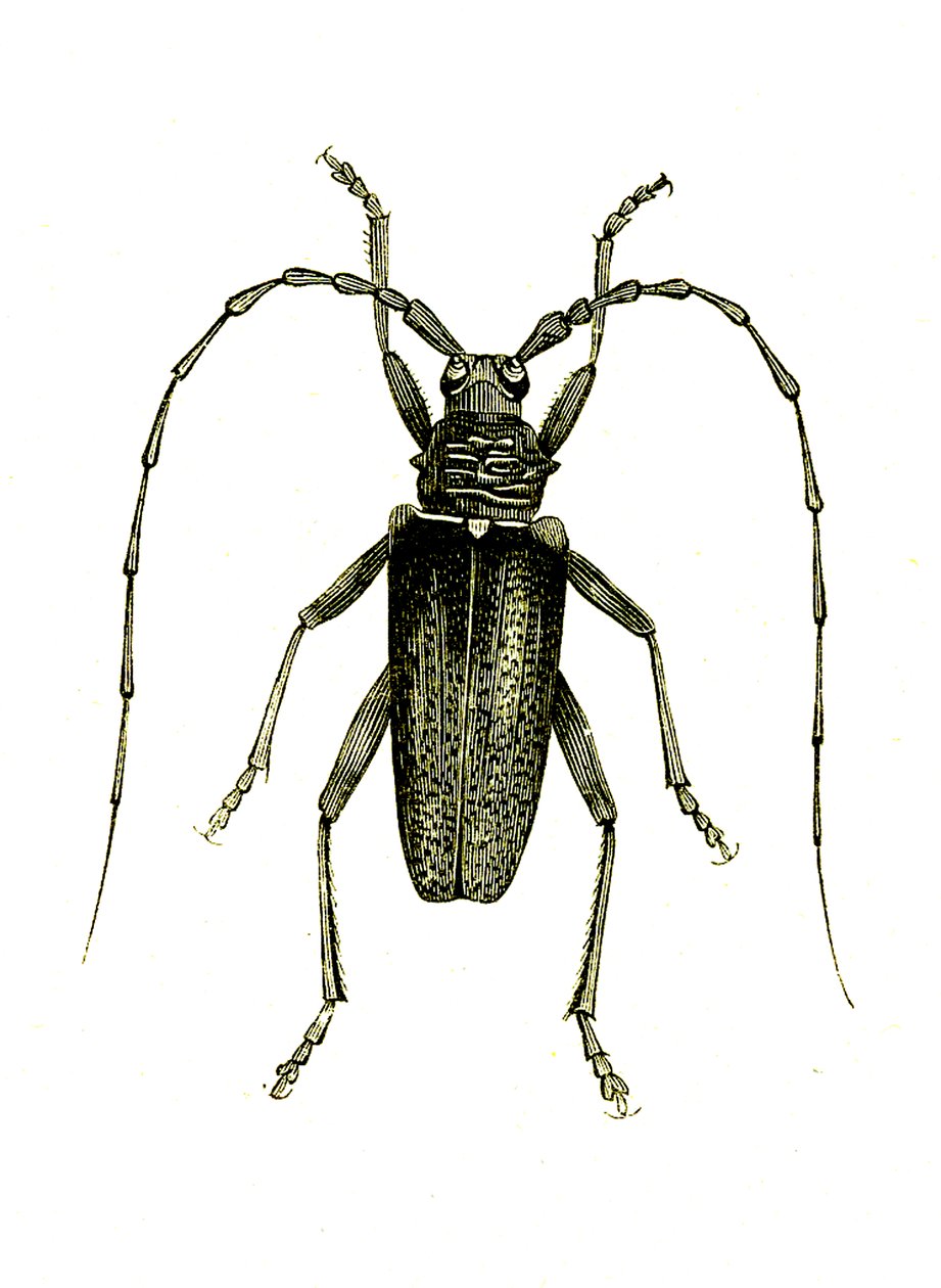 Coleoptera: Cerambyx heros de Unknown artist