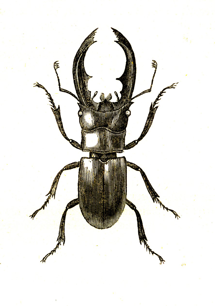 Coleópteros: Hexarthrius Buqueti ou Lucanus de Unknown artist