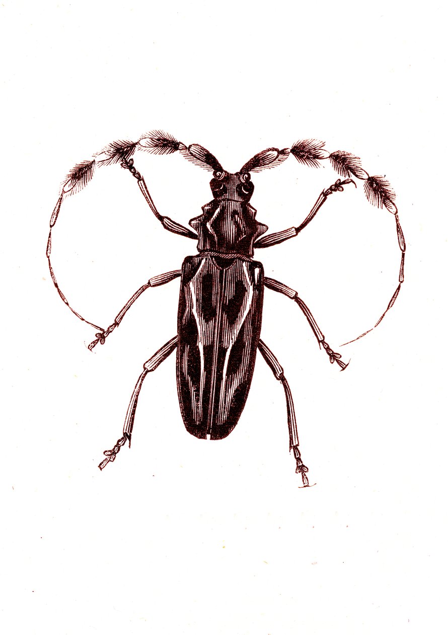 Coleoptera: Lophocerus barbatus de Unknown artist