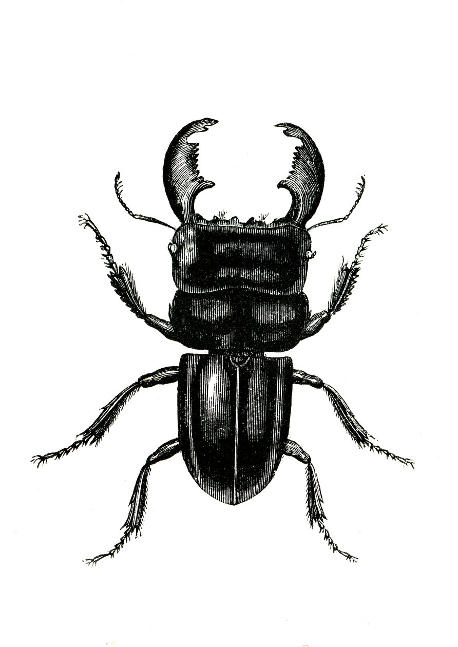 Coleoptera: Odontolarius giganteus de Unknown artist