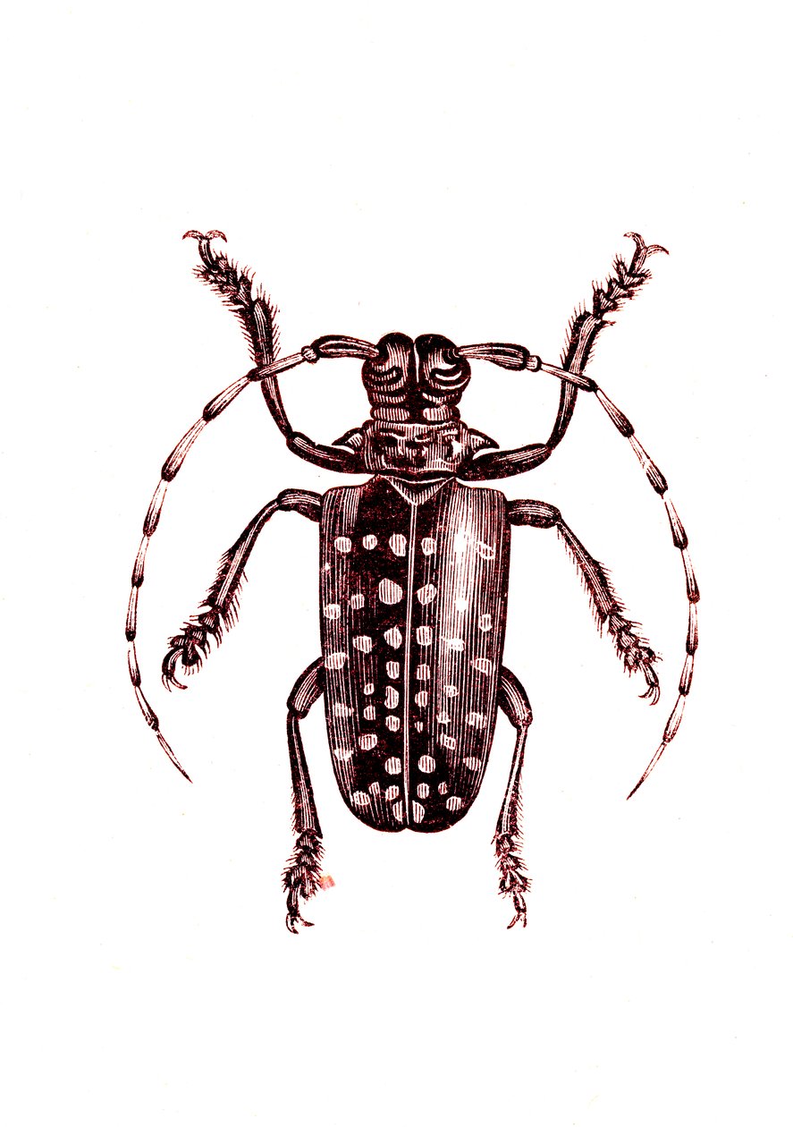 Coleoptera: Ophoptera Tollii de Unknown artist